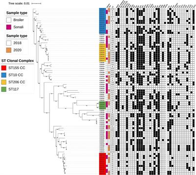 Genomic characterisation of Escherichia coli isolated from poultry at retail through Sink Surveillance in Dhaka, Bangladesh reveals high levels of multi-drug resistance